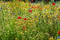 23 06 15_5266_edited-1